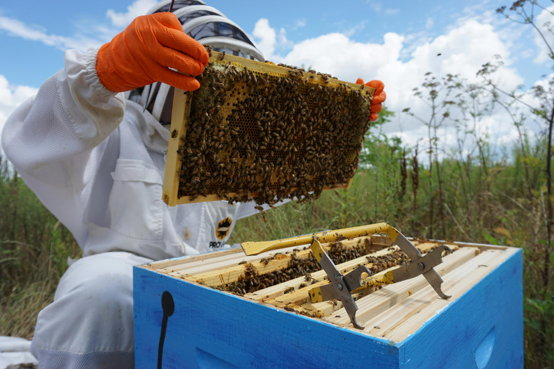 The Story of Our USA Made Beeswax Candles: From Texas Hive to Flame